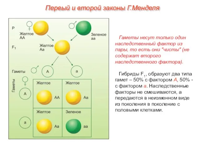 Гаметы несут только один наследственный фактор из пары, то есть они "чисты"