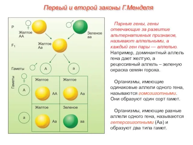 Парные гены, гены отвечающие за развитие альтернативных признаков, называют аллельными, а каждый