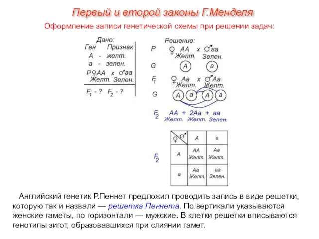 Английский генетик Р.Пеннет предложил проводить запись в виде решетки, которую так и