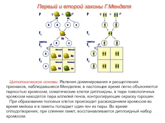 Цитологические основы. Явления доминирования и расщепления признаков, наблюдавшиеся Менделем, в настоящее время