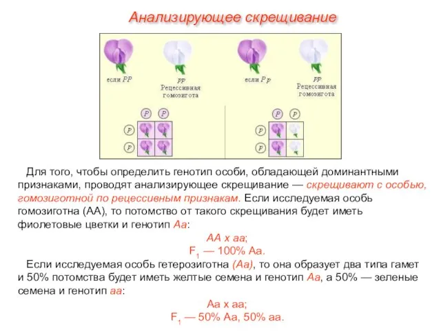 Анализирующее скрещивание Для того, чтобы определить генотип особи, обладающей доминантными признаками, проводят