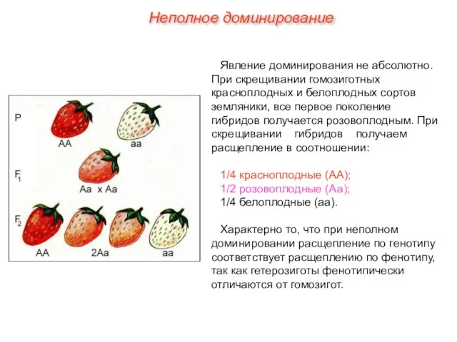 Неполное доминирование Явление доминирования не абсолютно. При скрещивании гомозиготных красноплодных и белоплодных