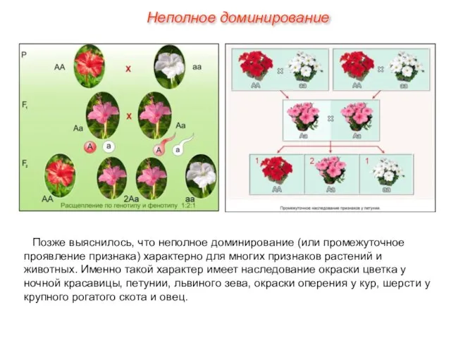 Неполное доминирование Позже выяснилось, что неполное доминирование (или промежуточное проявление признака) характерно