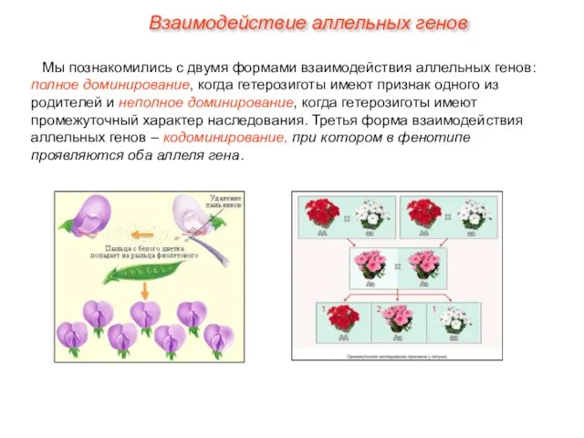 Взаимодействие аллельных генов Мы познакомились с двумя формами взаимодействия аллельных генов: полное