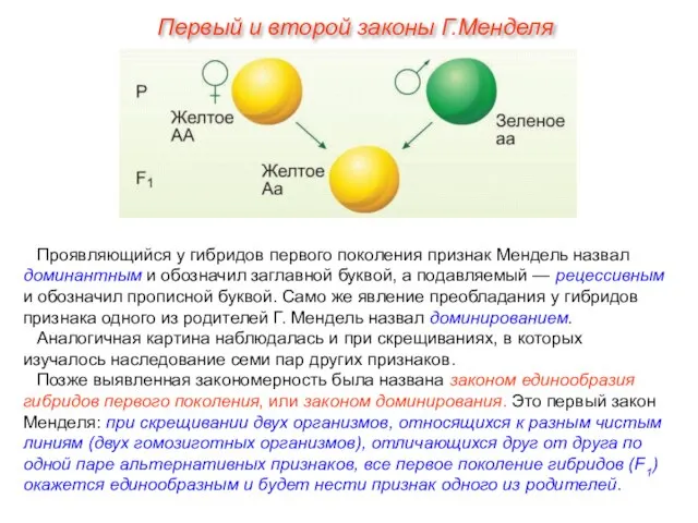 Проявляющийся у гибридов первого поколения признак Мендель назвал доминантным и обозначил заглавной