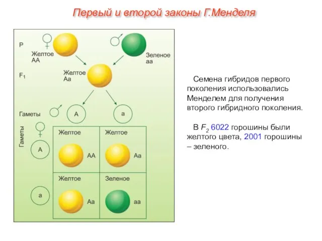 Семена гибридов первого поколения использовались Менделем для получения второго гибридного поколения. В