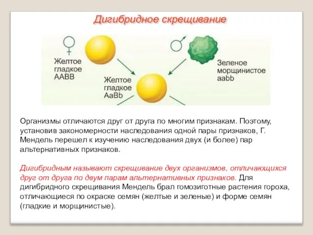 Дигибридное скрещивание Организмы отличаются друг от друга по многим признакам. Поэтому, установив