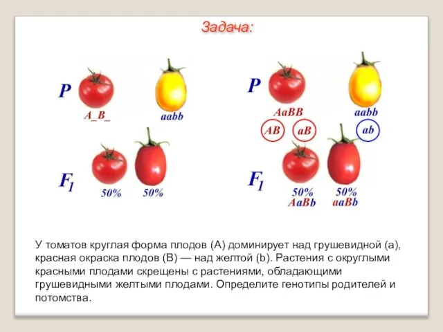 У томатов круглая форма плодов (А) доминирует над грушевидной (а), красная окраска