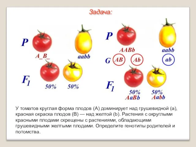 У томатов круглая форма плодов (А) доминирует над грушевидной (а), красная окраска