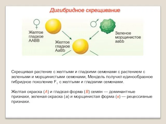 Скрещивая растение с желтыми и гладкими семенами с растением с зелеными и