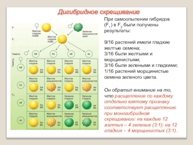 При самоопылении гибридов (F1) в F2 были получены результаты: 9/16 растений имели