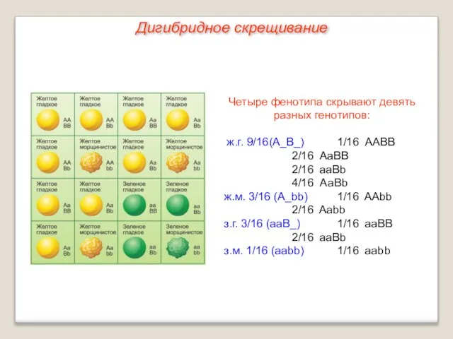 Четыре фенотипа скрывают девять разных генотипов: ж.г. 9/16 (А_B_) 1/16 ААВВ 2/16