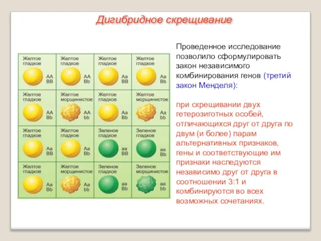 Проведенное исследование позволило сформулировать закон независимого комбинирования генов (третий закон Менделя): при