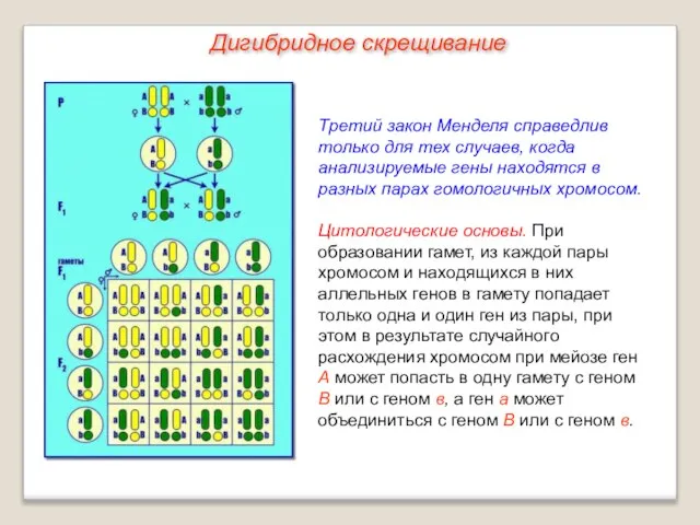 Третий закон Менделя справедлив только для тех случаев, когда анализируемые гены находятся