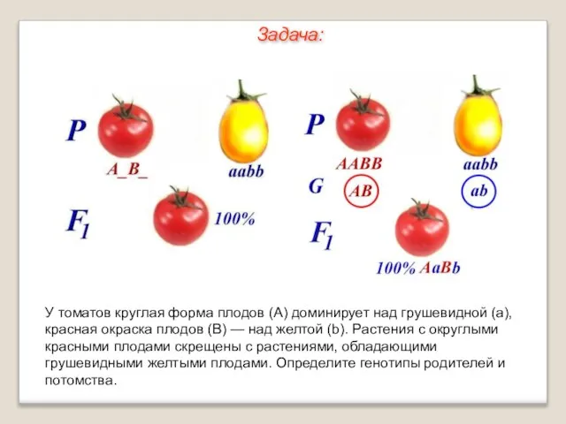 У томатов круглая форма плодов (А) доминирует над грушевидной (а), красная окраска