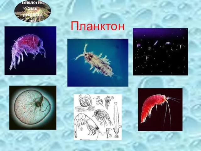 Планктон Биологиялық ресурстары