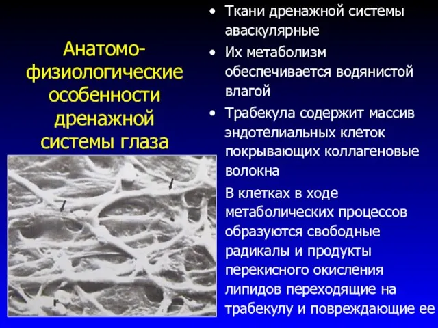 Анатомо-физиологические особенности дренажной системы глаза Ткани дренажной системы аваскулярные Их метаболизм обеспечивается