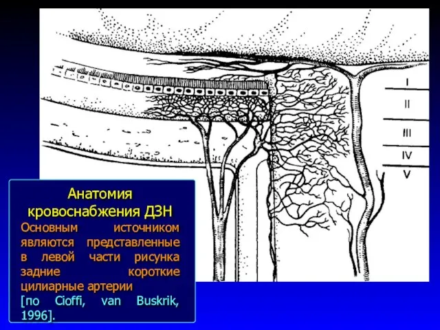 Анатомия кровоснабжения ДЗН Основным источником являются представленные в левой части рисунка задние