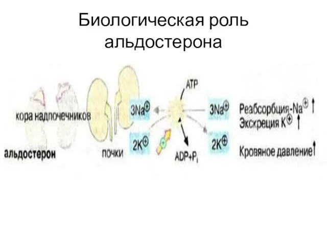 Биологическая роль альдостерона