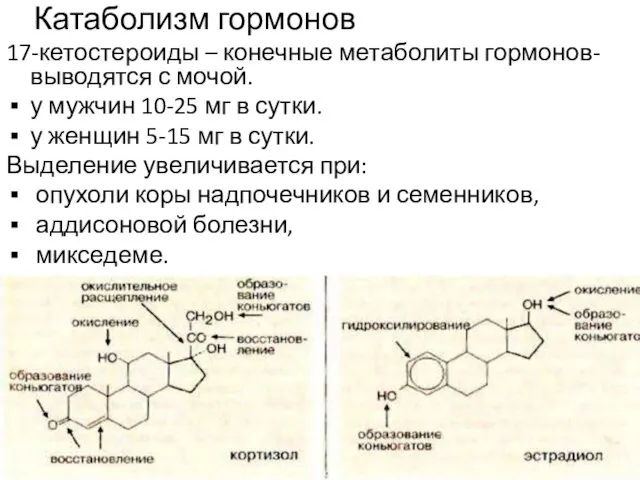 Катаболизм гормонов 17-кетостероиды – конечные метаболиты гормонов- выводятся с мочой. у мужчин