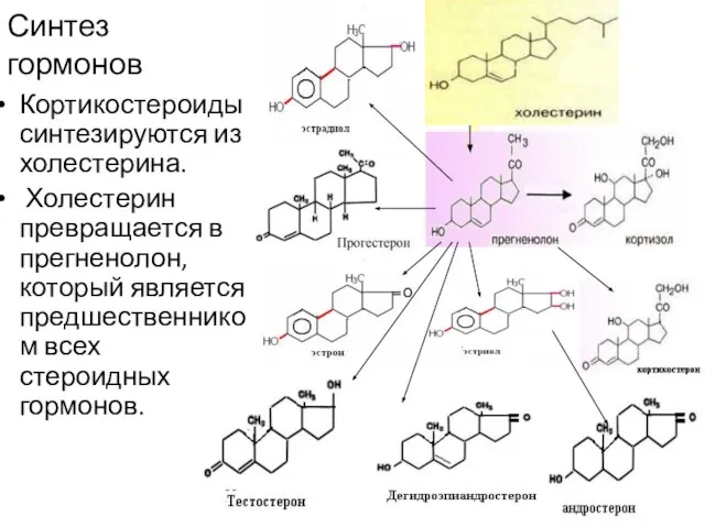 Синтез гормонов Кортикостероиды синтезируются из холестерина. Холестерин превращается в прегненолон, который является предшественником всех стероидных гормонов.