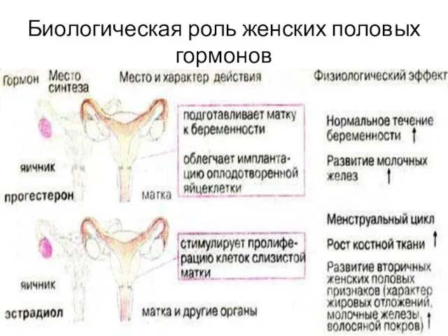 Биологическая роль женских половых гормонов