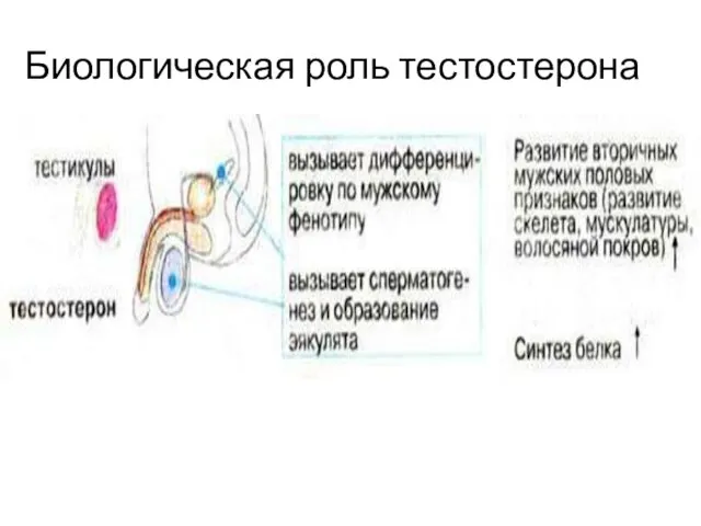 Биологическая роль тестостерона