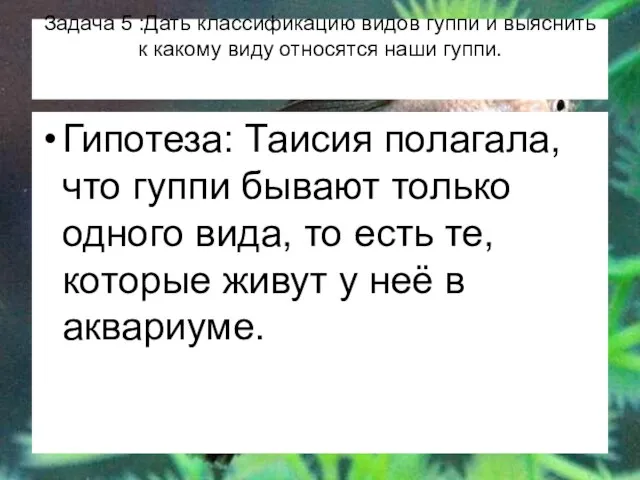 Задача 5 :Дать классификацию видов гуппи и выяснить к какому виду относятся