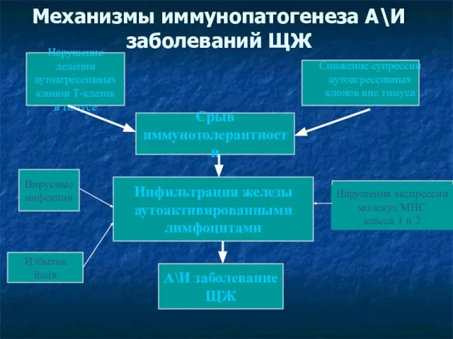 Механизмы иммунопатогенеза А\И заболеваний ЩЖ Инфильтрация железы аутоактивированными лимфоцитами А\И заболевание ЩЖ