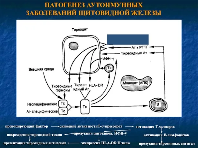 ПАТОГЕНЕЗ АУТОИМУННЫХ ЗАБОЛЕВАНИЙ ЩИТОВИДНОЙ ЖЕЛЕЗЫ провоцирующий фактор снижение активностиТ-супрессоров активация Т-хелперов продукция