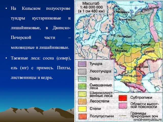 На Кольском полуострове тундры кустарниковые и лишайниковые, в Двинско-Печерской части – моховидные