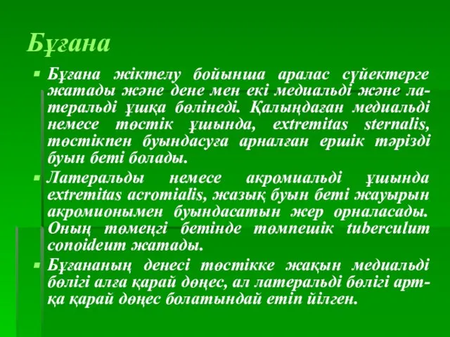 Бұғана Бұғана жіктелу бойынша аралас сүйектерге жатады және дене мен екі медиальді