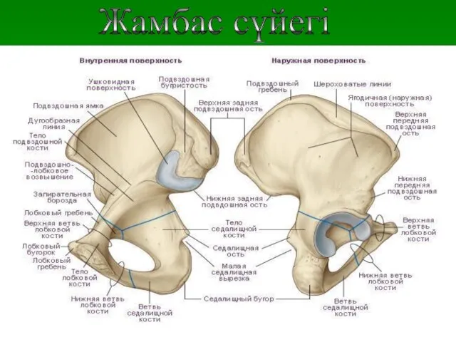 Жамбас сүйегі