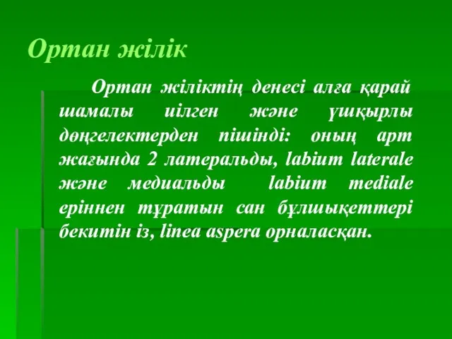 Ортан жілік Ортан жіліктің денесі алға қарай шамалы иілген және үшқырлы дөңгелектерден