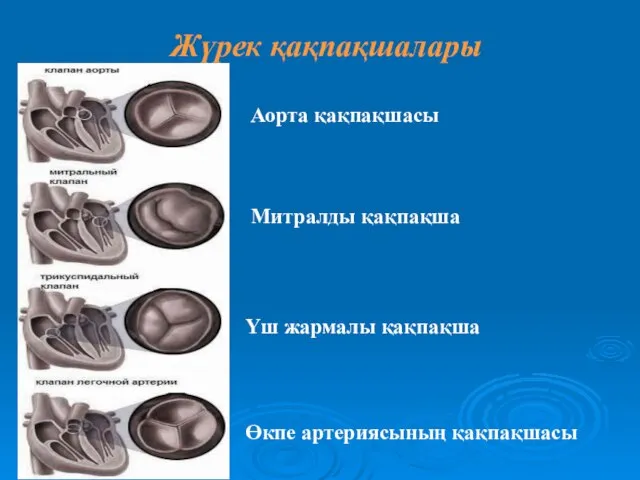 Жүрек қақпақшалары Аорта қақпақшасы Митралды қақпақша Үш жармалы қақпақша Өкпе артериясының қақпақшасы