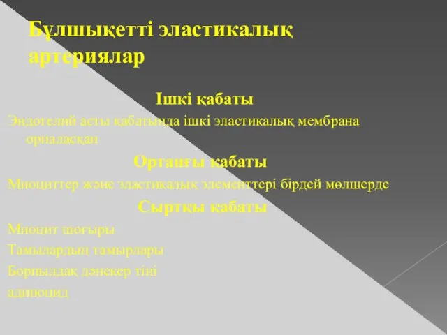 Бұлшықетті эластикалық артериялар Ішкі қабаты Эндотелий асты қабатында ішкі эластикалық мембрана орналасқан