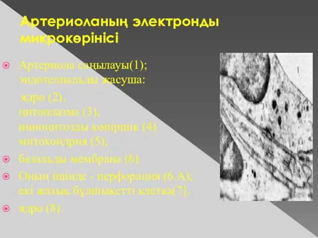 Артериоланың электронды микрокөрінісі Артериола саңылауы(1); эндотелиальды жасуша: ядро (2), цитоплазма (3), пиноцитозды