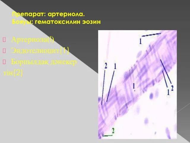 Препарат: артериола. Бояуы: гематоксилин эозин Артериола(I) Эндотелиоцит(1) Борпылдақ дәнекер тін(2)