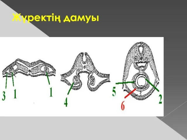 Жүректің дамуы