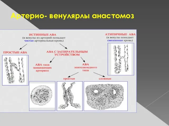 Артерио- венулярлы анастомоз