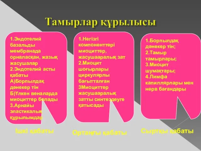 1.Эндотелий базальды мембранада орналасқан, жазық жасушалар 2.Эндотелий асты қабаты А)Борпылдақ дәнекер тін