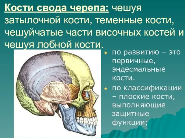 Кости свода черепа: чешуя затылочной кости, теменные кости, чешуйчатые части височных костей
