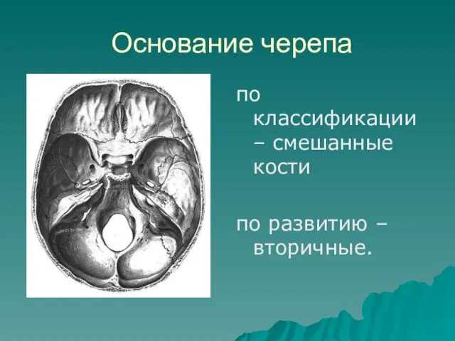 Основание черепа по классификации – смешанные кости по развитию – вторичные.