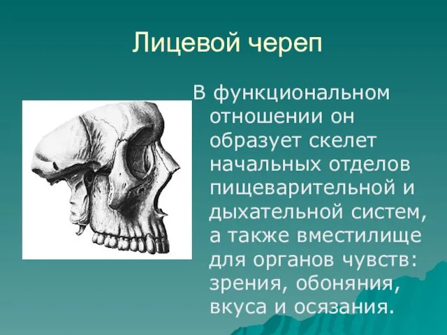 Лицевой череп В функциональном отношении он образует скелет начальных отделов пищеварительной и