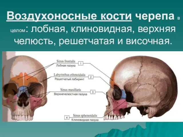 Воздухоносные кости черепа в целом: лобная, клиновидная, верхняя челюсть, решетчатая и височная.