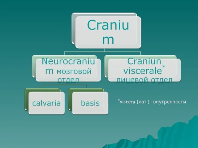*viscera (лат.) - внутренности
