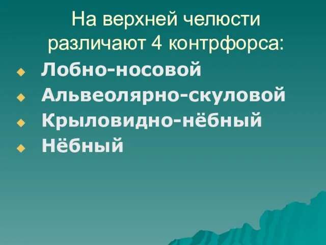 На верхней челюсти различают 4 контрфорса: Лобно-носовой Альвеолярно-скуловой Крыловидно-нёбный Нёбный