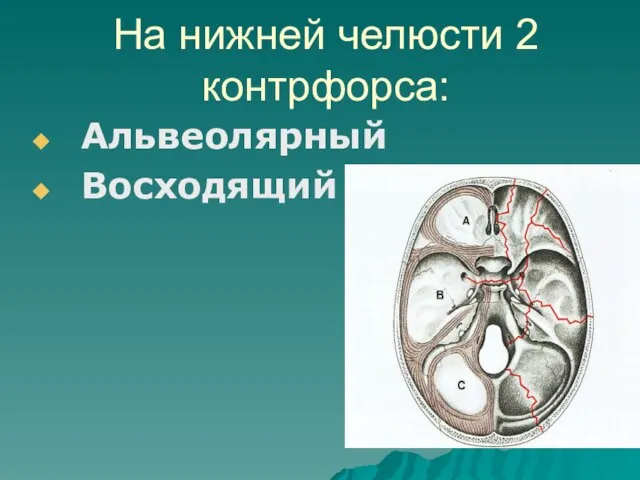 На нижней челюсти 2 контрфорса: Альвеолярный Восходящий