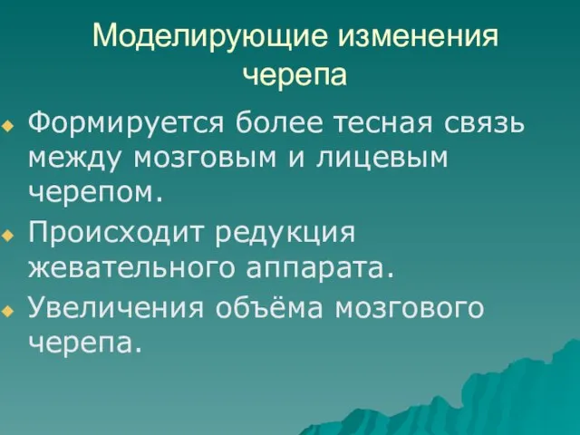 Моделирующие изменения черепа Формируется более тесная связь между мозговым и лицевым черепом.