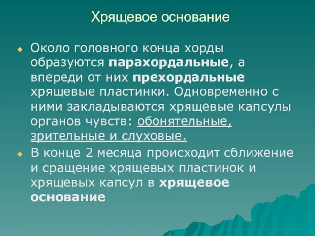 Хрящевое основание Около головного конца хорды образуются парахордальные, а впереди от них